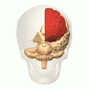 apotheken-wissen.de: 3D-Animation des Gehirns