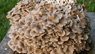 apotheken-wissen.de: Heilen mit Pilzen, Beispiel Heilpilz Polyporus