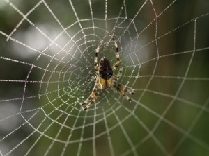Angst vor Spinnen: Wohl eine der bekanntesten Phobien