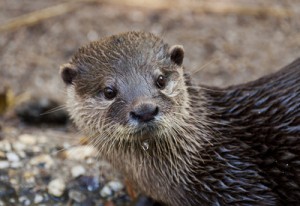 Angst vor Ottern: Eine seltene Phobie, die es aber wirklich gibt.