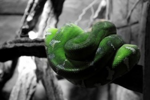 Für viele nachvollziehbar: Angst vor Schlangen