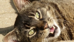 Katzenkratzkrankheit: Unter Umständen kann einer kleiner Kratzer des Stubentigers eine Lymphknotenschwellung verursachen.