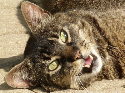Katzenkratzkrankheit: Unter Umständen kann einer kleiner Kratzer des Stubentigers eine Lymphknotenschwellung verursachen. 