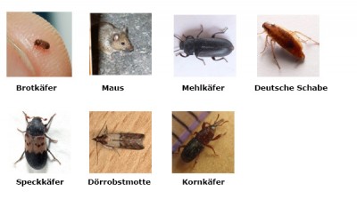 Schädlinge im Haushalt Das große Krabbeln! Teil 3 Vorratsschädlinge