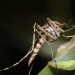 apotheken-wissen.de: West-Nil-Fieber wird von Stechmücken übertragen