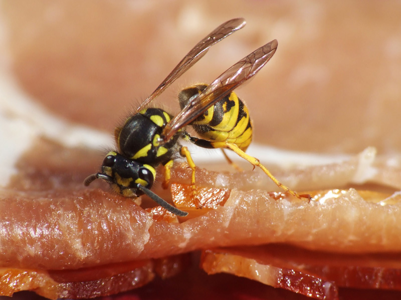 Wespen vertreiben: ein manchmal nicht leichtes Unterfangen