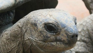 Asiaten mit Koro-Syndrom fürchten das Verschwinden Ihrer Genitalien im Körper ähnlich des Zurückziehens einer Schildkröte in ihren Panzer.