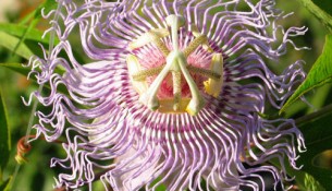 Die Passionsblume Passiflora Incarnata kann Schlafstörungen durch Stress und nervöse Unruhe helfen - apotheken-wissen.de