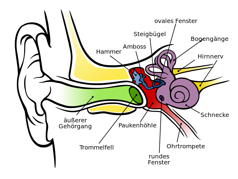 Hörsturz: Anatomie des menschlichen Ohres - apotheken-wissen.de