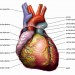 Video: Wie funktioniert unser Herz und der Blutfluss durch das Herz - apotheken-wissen.de