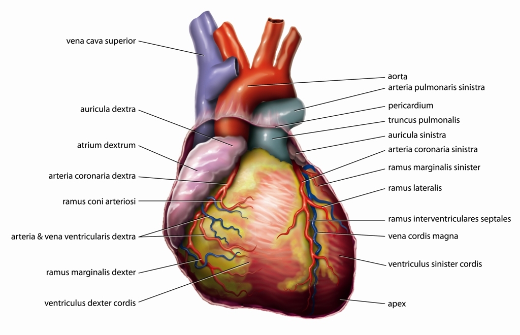 Video: Wie funktioniert unser Herz und der Blutfluss durch das Herz - apotheken-wissen.de