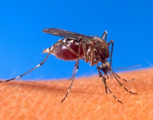 Stechmücken übertragen Vektorenkrankheiten - apotheken-wissen.de