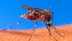 Stechmücken übertragen Vektorenkrankheiten - apotheken-wissen.de