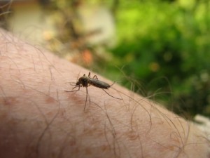 Natürlicher Mückenschutz gegen Unangenehmes und Krankheiten - apotheken-wissen.de