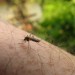 Natürlicher Mückenschutz gegen Unangenehmes und Krankheiten - apotheken-wissen.de