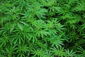 Cannabis-Pflanze - apotheken-wissen.de