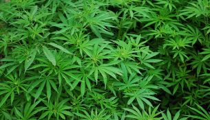 Cannabis-Pflanze - apotheken-wissen.de