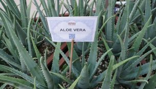 Aloe Vera Pflanze - apotheken-wissen.de