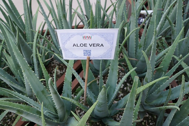 Aloe Vera Pflanze - apotheken-wissen.de