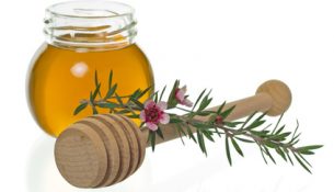 Honig von der Manuka Pflanze (Leptospermum) - apotheken-wissen.de