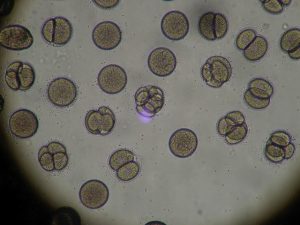 Stammzellen unter dem Mikroskop - apotheken-wissen.de