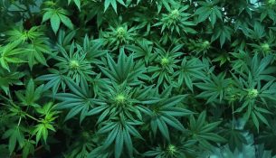 Cannabis-Pflanzen - apotheken-wissen.de