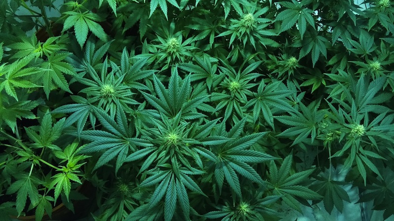 Cannabis-Pflanzen - apotheken-wissen.de
