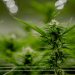 Cannabispflanze, zur Pflanzengattung Hanf gehörig