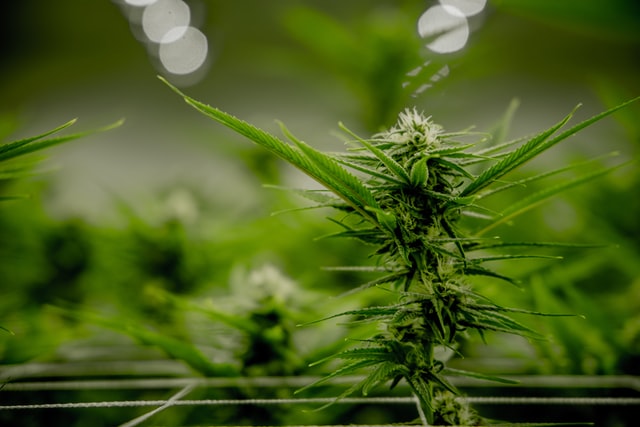 Cannabispflanze, zur Pflanzengattung Hanf gehörig