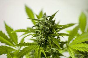 Medizinisches Cannabis als Arzneimttel